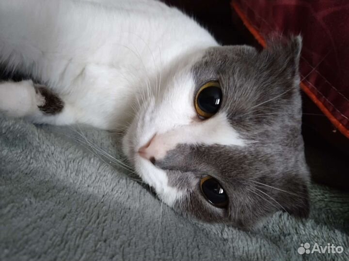 Вислоухий кот