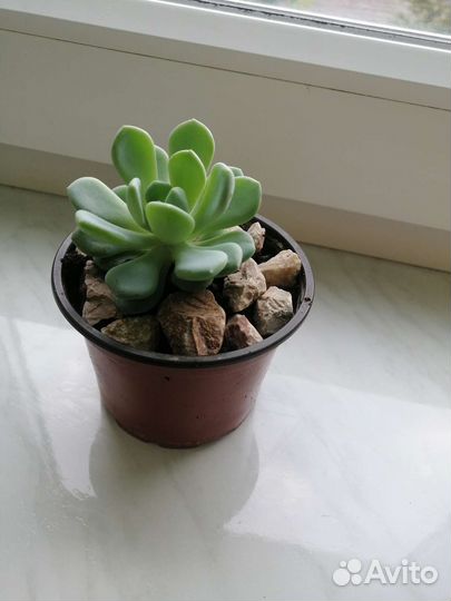 Эхеверия изящная