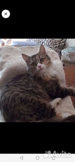 Кошечка в добрые руки в дар