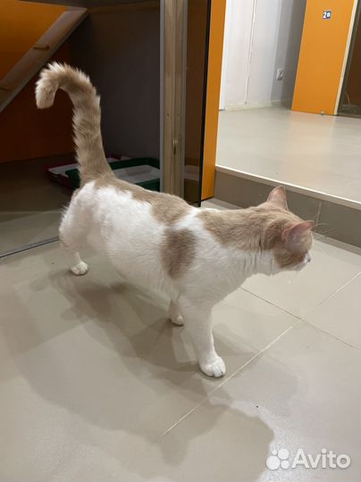 Котик в дар Мурзик