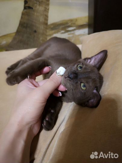 Котята европейской бурмы