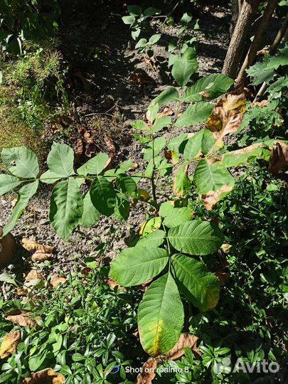 Гибискус, герань, орех саженец