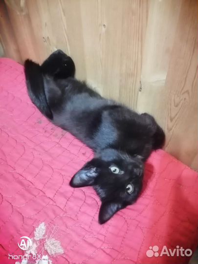 Черный котик ищет дом