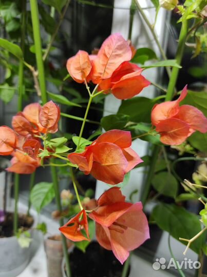 Бугенвиллея хамелеон