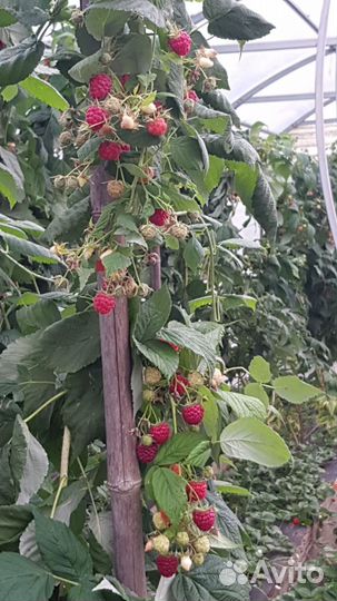 Ремонтантная малина