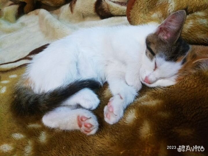 Трёхцветное счастье (г. Тула)