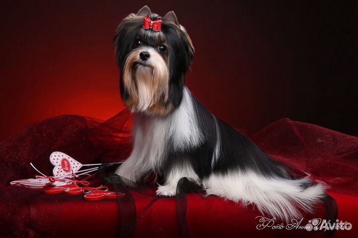 Бивер вязка