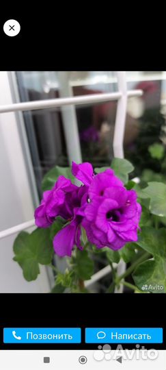 Пеларгонии сортовые, плющелистные