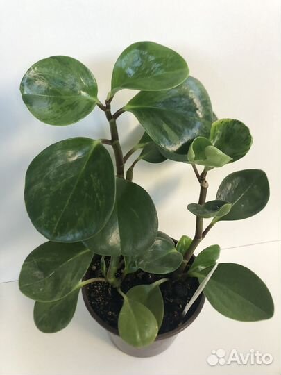 Комнатные растения. Микс