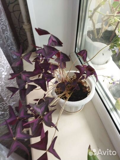 Продам цветы комнатные