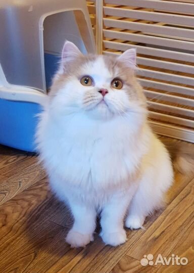 Шотландская