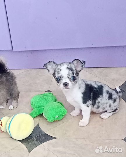 Мини мини эксклюзив