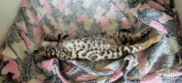 Бенгальский котенок