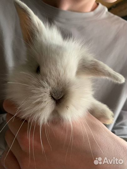 Декоративные кролики вислоухие