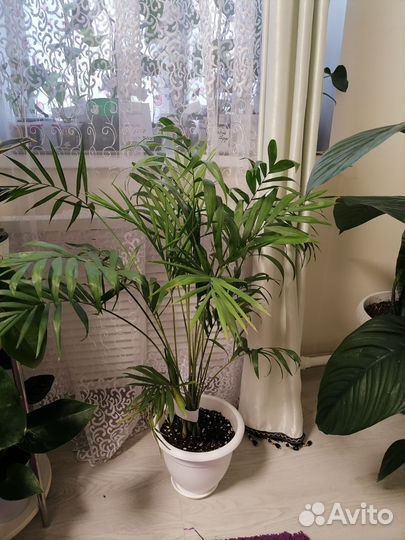 Пальма Арека