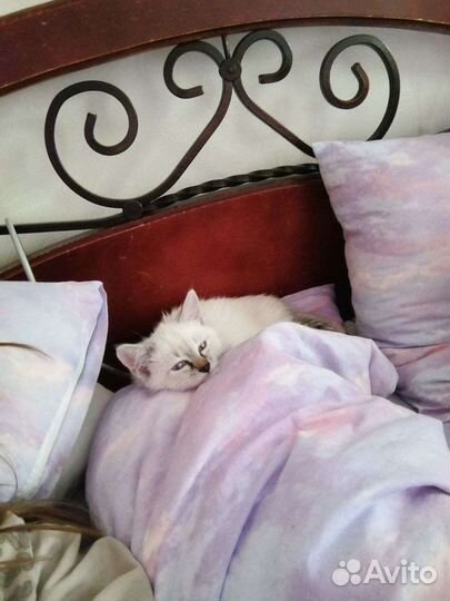 Передержка кошек/котов в домашних условиях