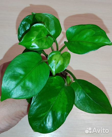 Эпипремнумы (ч.3)