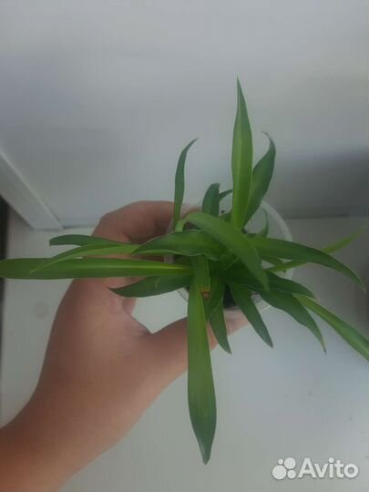 Хлорофитум