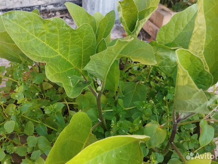 Рассада баклажан