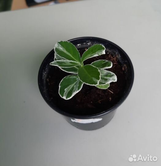 Комнатные цветы