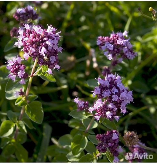 Любисток, Душица, Мята и Мелисса лимонная
