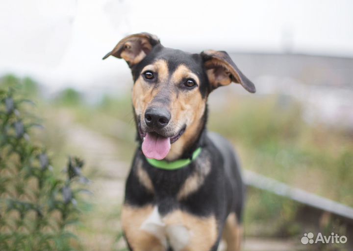 Собака в добрые руки