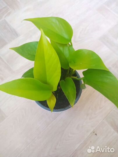 Сциндапсусы