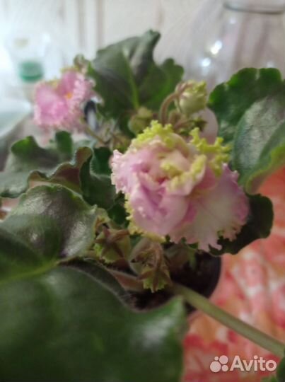 Цветущие фиалки