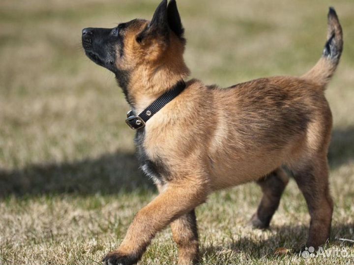 Прогулка,дрессировка,игра с вашей собакой