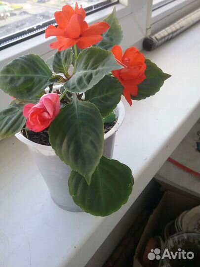 Бальзамин махровый