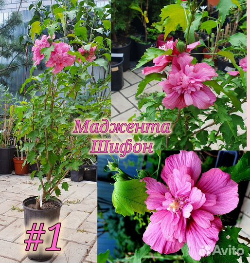 Гибискус Древовидный Шифон Махровый