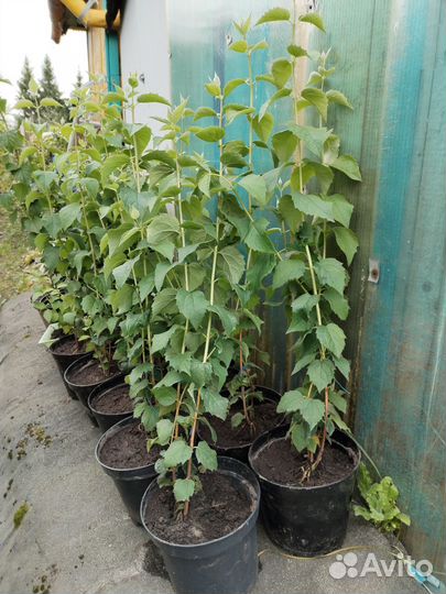 Чубушник махровый. Жасмин