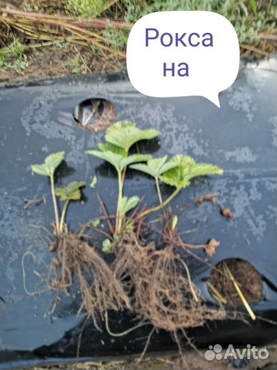 Рассада клубники Азия