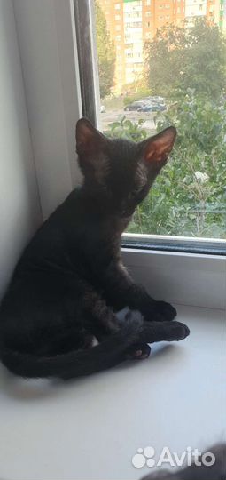 Канадский сфинкс.брашевый