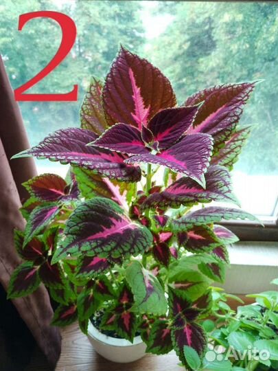 Колеус. Растение для дома и сада