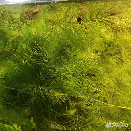 Водоросли для аквариума