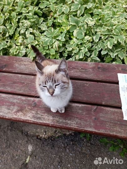 Возьмите красотку