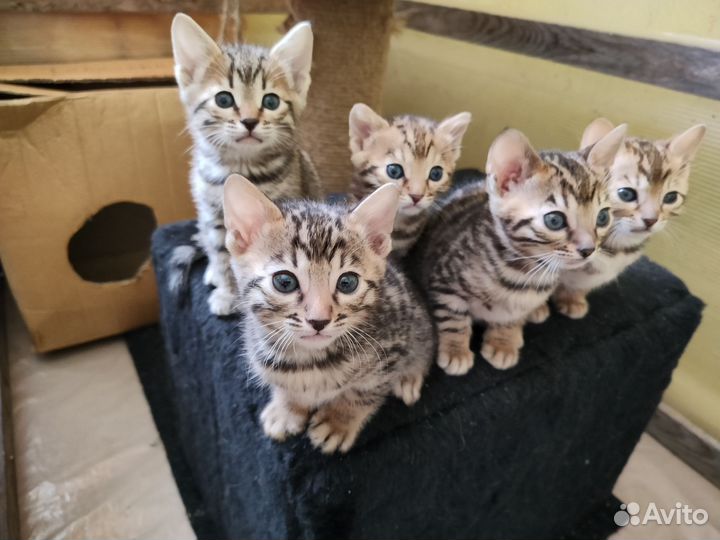 Бенгальские котята