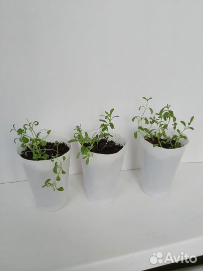 Лаванда узколистная рассада