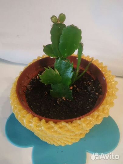 Декабрист шлюмбергера,Белый Ангел