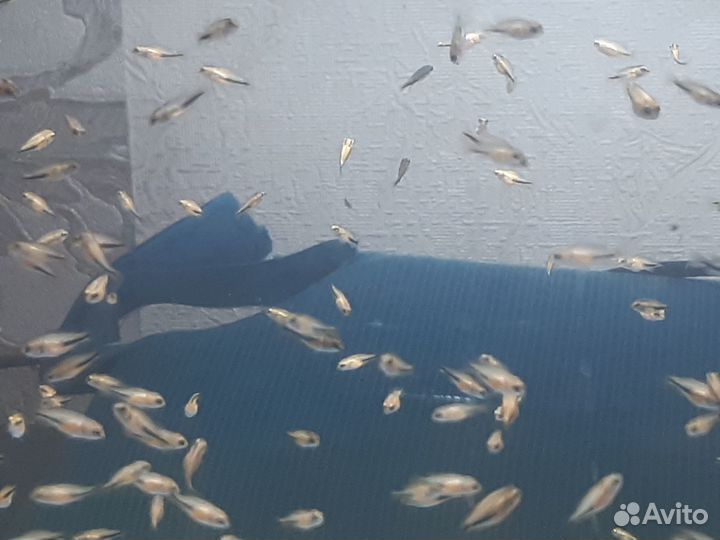 Хромис красавец