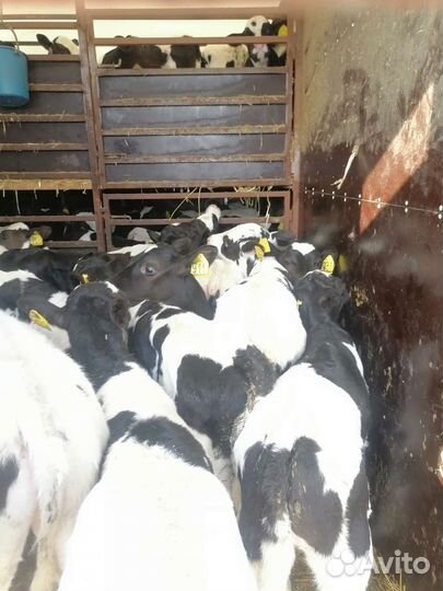 Бычки на откорм