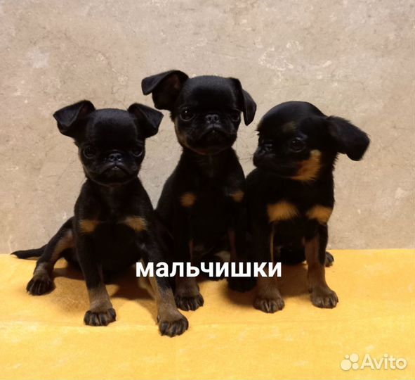 Пти Брабансон три гнома