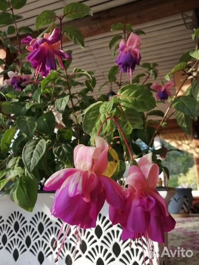 Продам цветы комнатные
