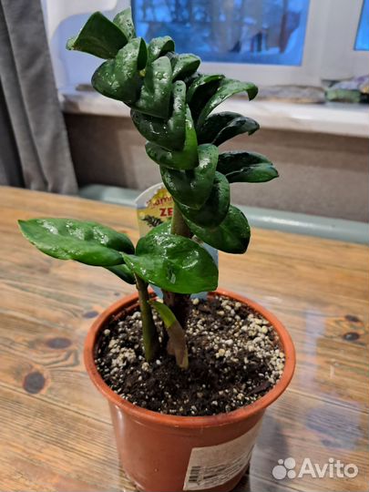 Замиокулькас зензи жук