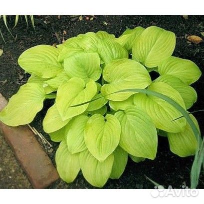 Хосты сортовые (с зкс)