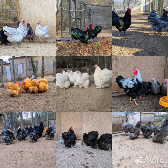 Куры Кохинхин Австралорп Перепела