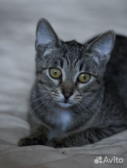 Котенок шпротик Тотошка ищет семью