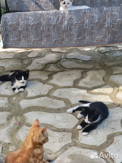 Отдам котят в добрые руки