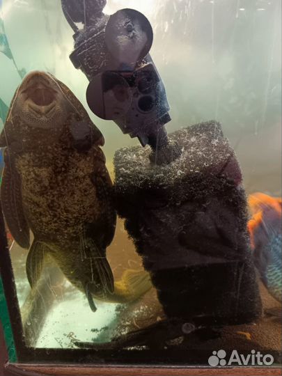 Аквариум с тумбой 240л